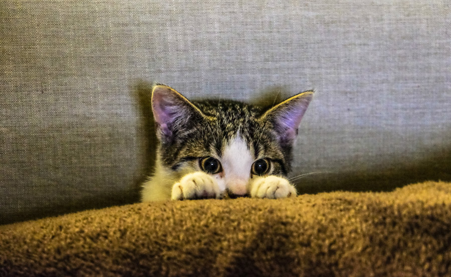猫の画像
